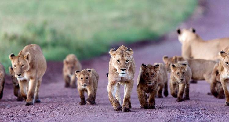 Leeuwen en welpen lopen op een zandpad.
