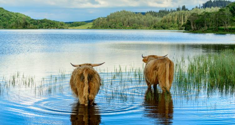 Two Highland cattle wade into tranquil loch surrounded by forest
