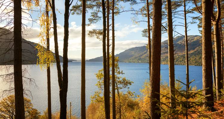 Serene lake view through tall pines with sunlit hills beyond
