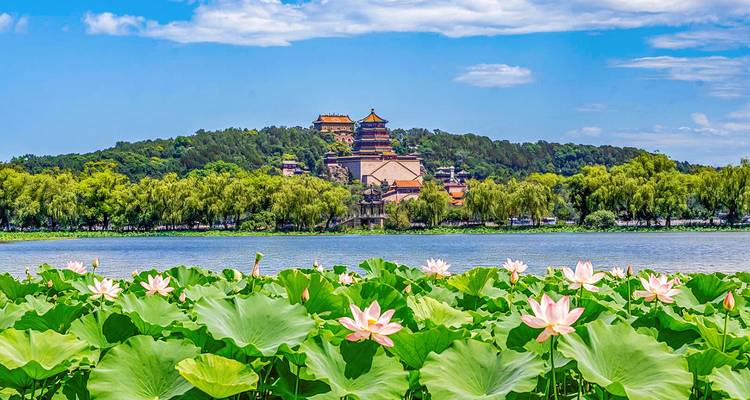 Lotus flowers on a tranquil lake with the Summer Palace and forested hill rising in the background beneath a bright summer sky.