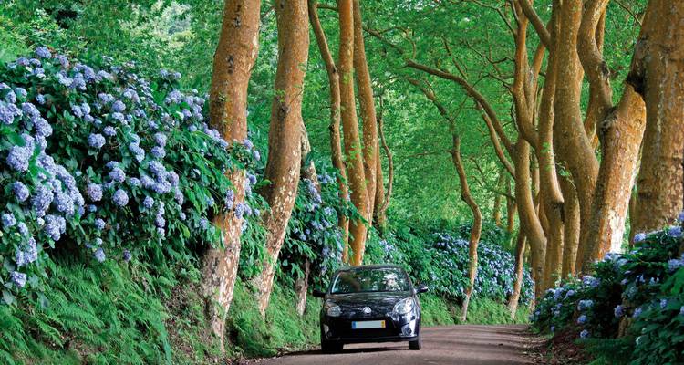 Malerische von Bäumen gesäumte Straße mit leuchtenden Hortensien und einem Auto, das hindurchfährt.