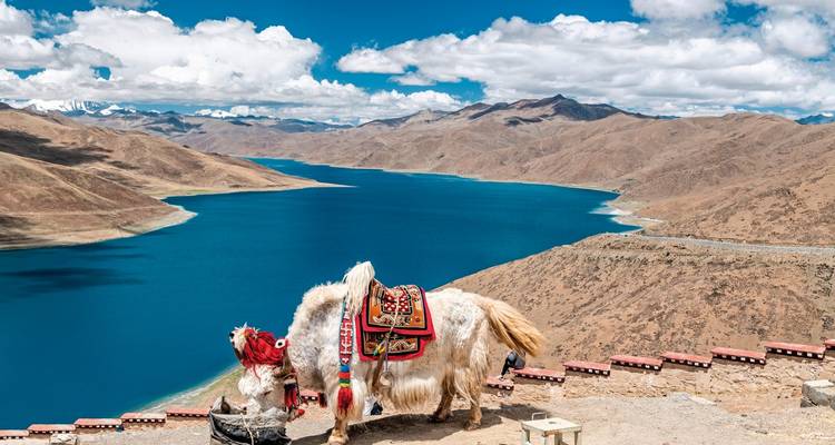 Yaks mit Blick auf eine bergige Seenlandschaft.
