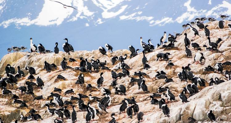Grand troupeau d'oiseaux se reposant sur un terrain rocheux avec une montagne enneigée en arrière-plan.