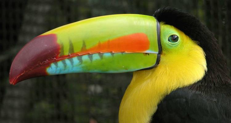 Portretfoto van dichtbij van een kleurrijke toekan met zadelsnavel die zijn levendige snavel laat zien