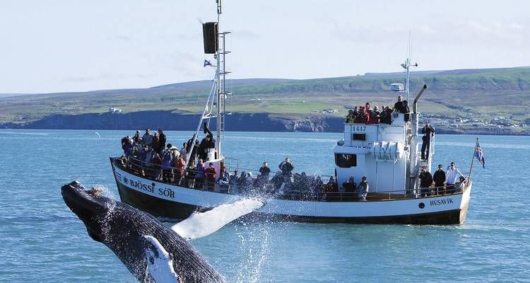 Une baleine qui fait une brèche fait un arc à côté d'un bateau d'observation des baleines bondé sur une baie islandaise calme.
