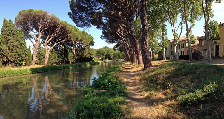 Schattiger Treidelpfad und hohe Kiefern, die einen ruhigen Abschnitt des Canal du Midi säumen.