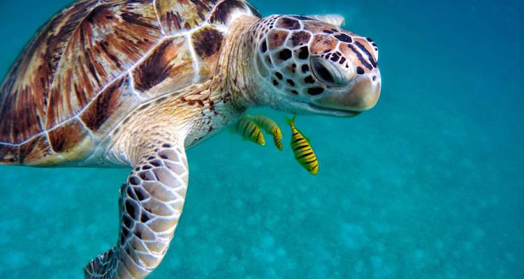 Eine Meeresschildkröte, die unter Wasser schwimmt, mit zwei kleinen Fischen in der Nähe.