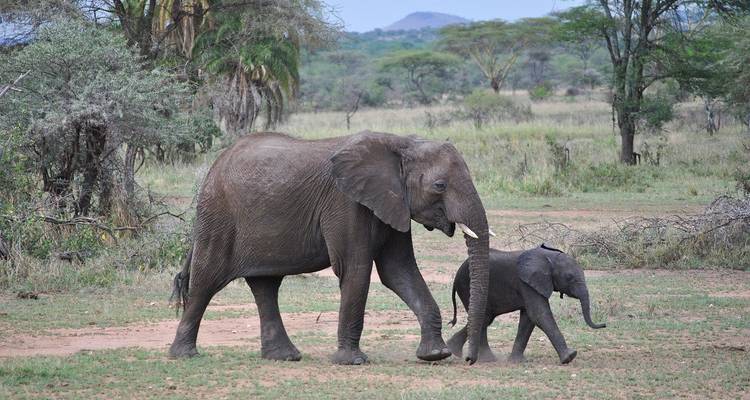 Volwassen en baby olifant lopend door de savanne.