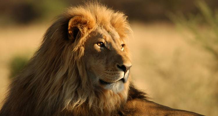 Ein majestätischer Löwe, der in die Ferne blickt in einer grasbewachsenen Savanne.