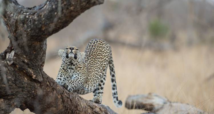 Un léopard qui s'étire sur un tronc d'arbre dans un paysage de savane.