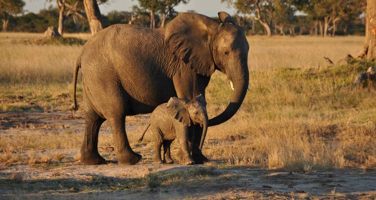 Un éléphant avec son petit marchant dans une prairie.