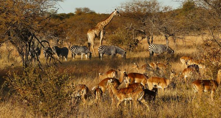 Un troupeau de zèbres et une girafe qui broutent dans une savane.
