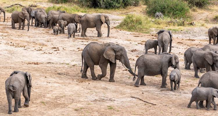 Gruppe von Elefanten, die in einem ausgetrockneten Flussbett laufen.