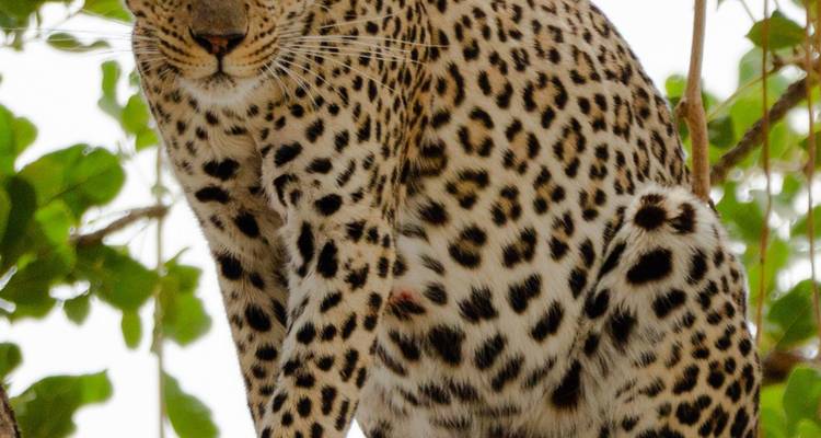 Leopard, der sich auf einem Ast ausruht.