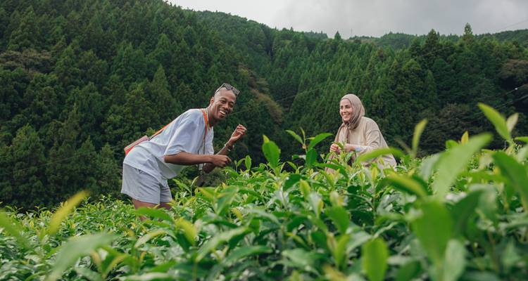 Deux amis qui cueillent des feuilles de thé dans un champ verdoyant.
