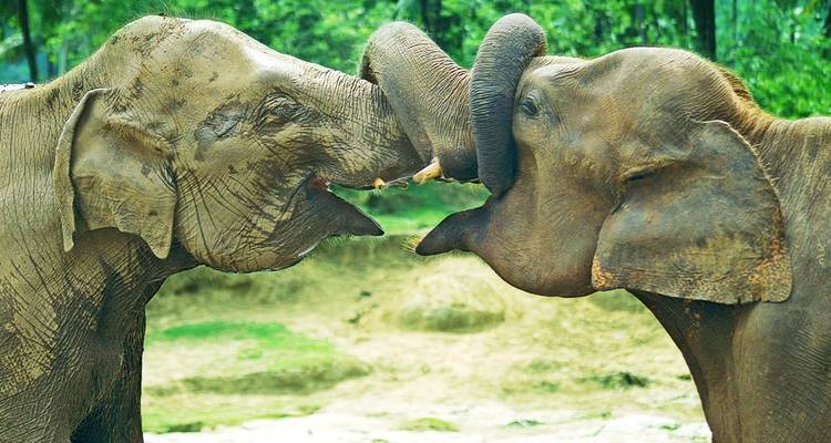 Twee Aziatische olifanten raken elkaar liefdevol aan met hun slurf, bedekt met modder tegen een achtergrond van weelderig groen reservaat.