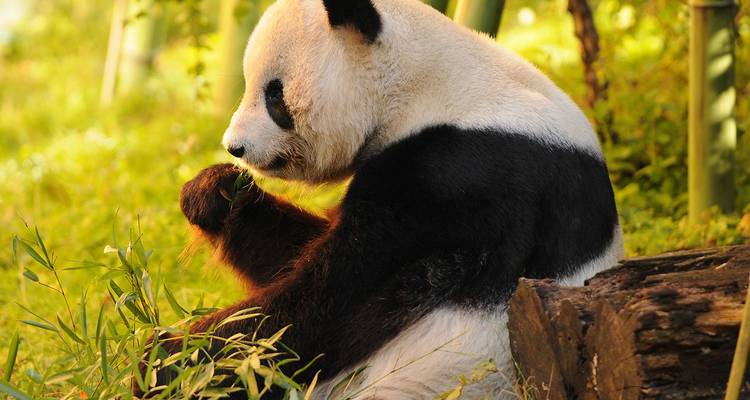 Panda gigante sentado en medio del bambú, comiendo tranquilamente un tallo a la luz natural suave.