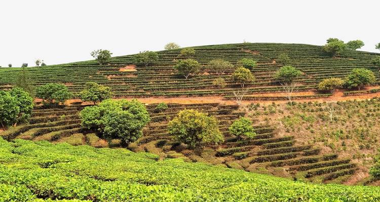 Les plantations de thé vert joliment en terrasses couvrant les collines ondulantes sous un ciel pâle dans la région de Pu'er.