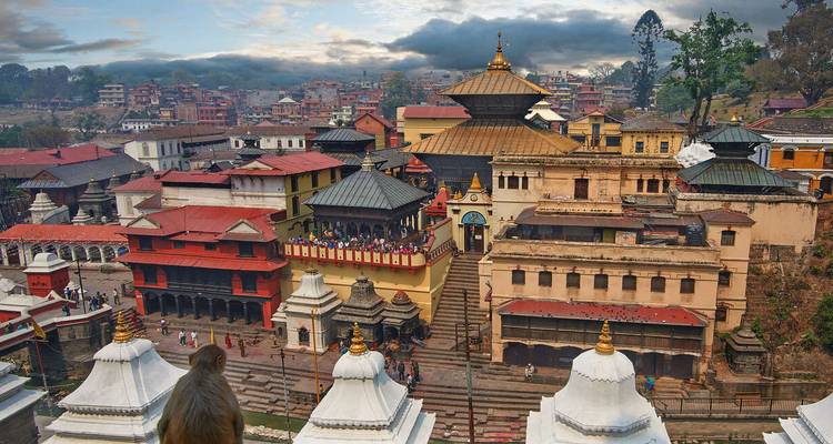 Aap die een tempelcomplex overziet vanaf een dak.