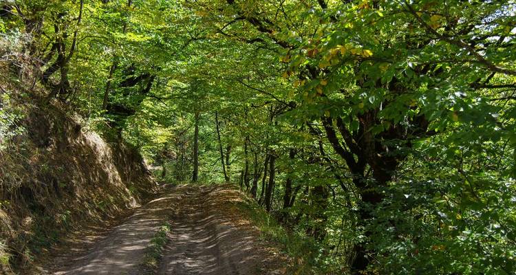 Sentier de terre à travers une forêt verdoyante luxuriante.