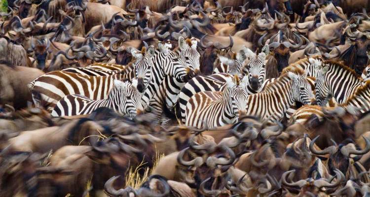 Zebras und Gnus versammelten sich in großer Zahl.