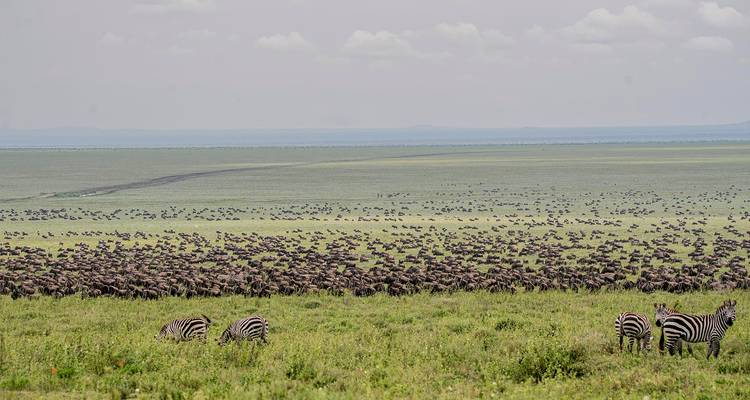 Gnus und Zebras auf einer grasbewachsenen Ebene, die sich bis zum Horizont erstreckt.