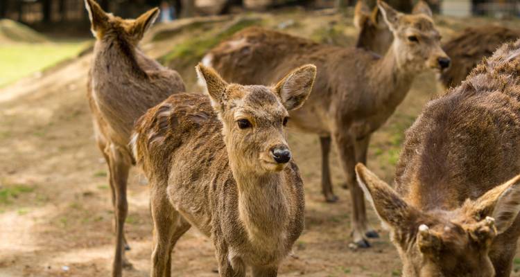 Groupe de cerfs dans un parc.