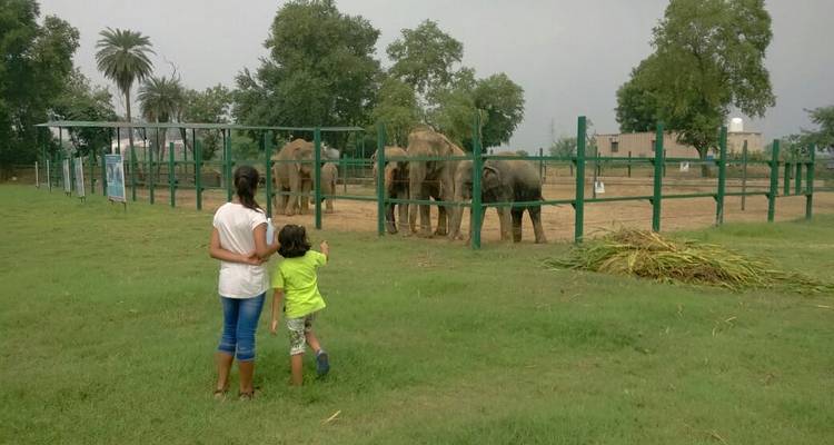 Kinder und Elefanten in einem eingezäunten Bereich.