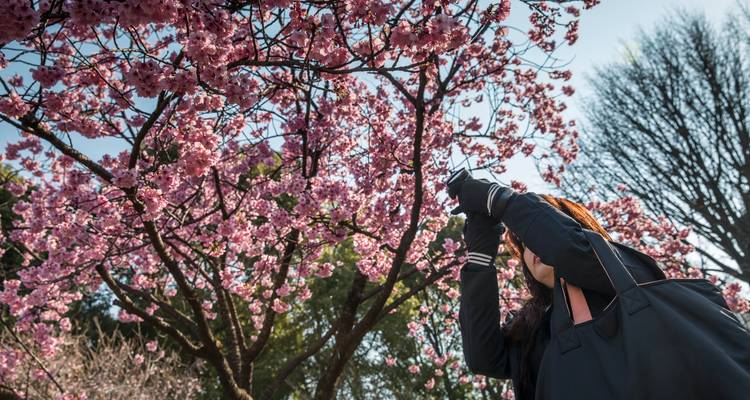 Mujer fotografiando flores de cerezo rosa en un soleado día de primavera.
