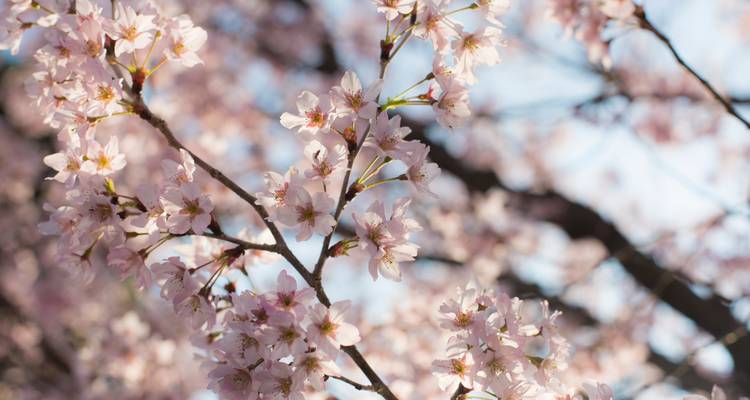 Detalle delicado de los pétalos de cerezo rosa pálido iluminados por la luz solar de primavera