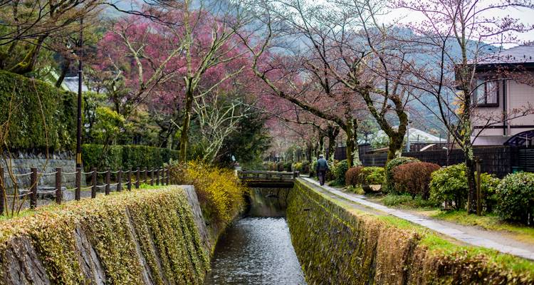 Canal tranquilo bordeado por cerezos en flor y paredes cubiertas de hiedra a principios de primavera