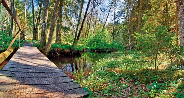 Eine ruhige Waldszene mit einer Holzbrücke über einem kleinen Bach.