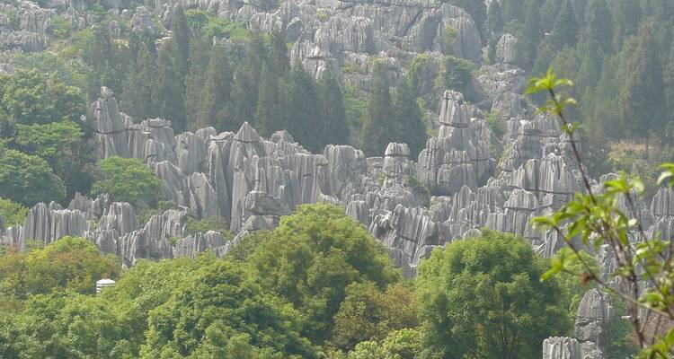 Dense stone pillars of the Kunming Stone Forest emerging among evergreen trees