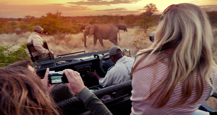 Los viajeros en una jeep de safari enfocan sus cámaras en elefantes que pastan entre el pasto seco al atardecer.
