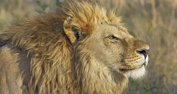 Close-up of a lion with a mane in a natural setting.