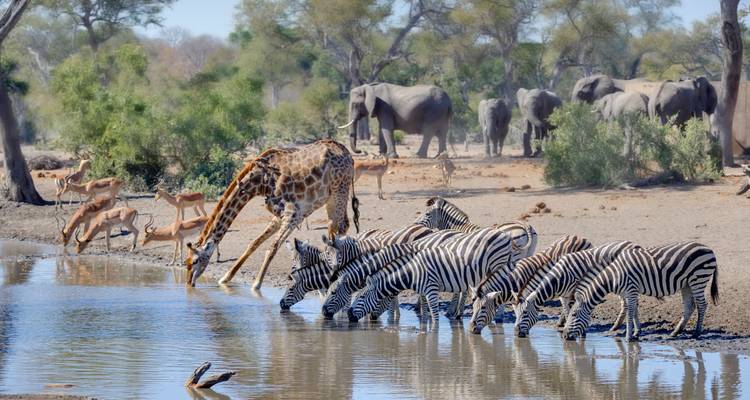 Elephants, zebras, and a giraffe at a waterhole with trees around.