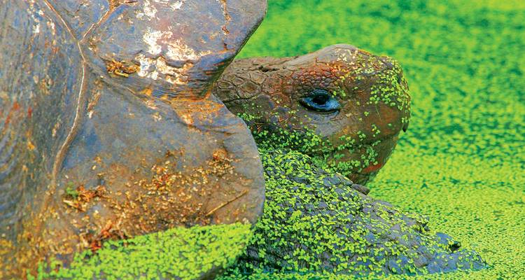 Nahaufnahme einer Riesenschildkröte, die teilweise in hellgrünem, mit Wasserlinsen bedecktem Wasser untergetaucht ist.