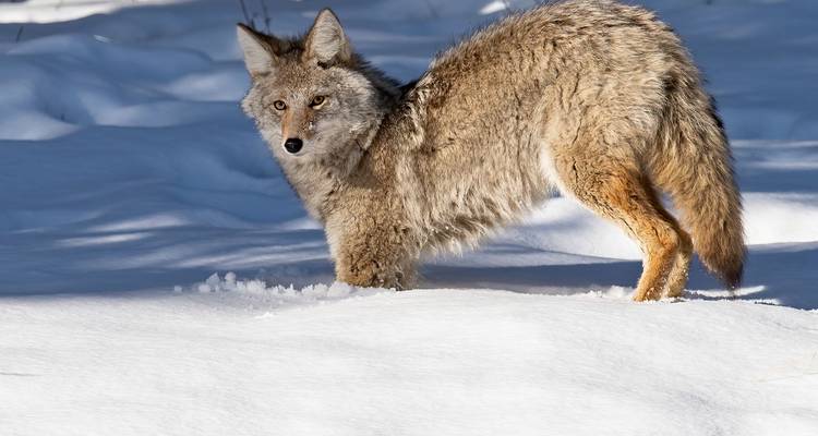 Alert coyote standing in fresh white snow looking toward the camera