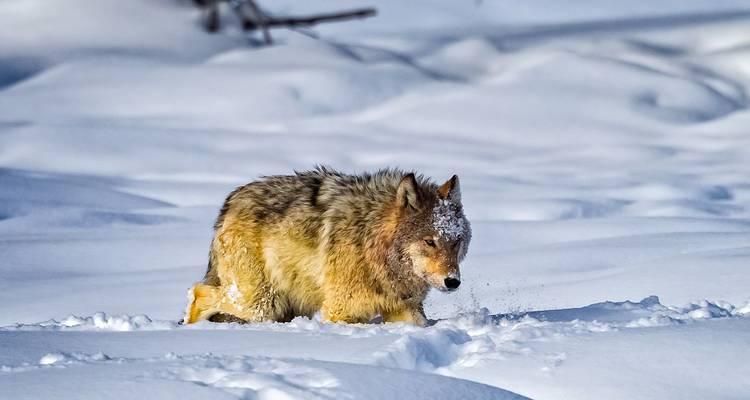 Wolf trudging through deep snow with frosty face and sunlight highlighting its fur