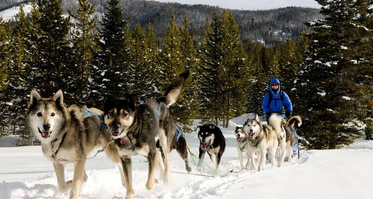Musher guiding a team of huskies pulling a sled through snowy forest scenery