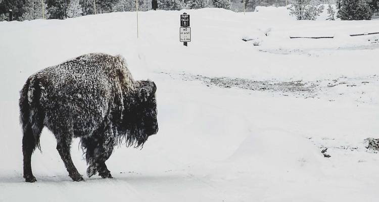 Lone bison covered in frost walking along a snowy roadside in winter