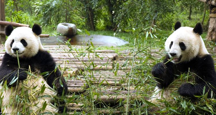 Zwei riesige Pandas, die Bambus in einer üppigen Schutzgebietumgebung fressen