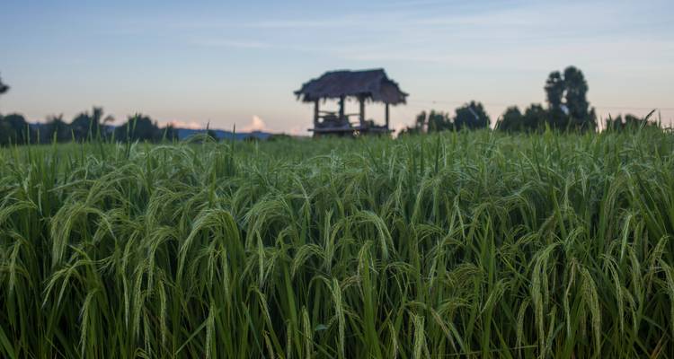Des plants de riz de grande taille au premier plan avec une hutte en bois et un ciel crépusculaire doux en arrière-plan