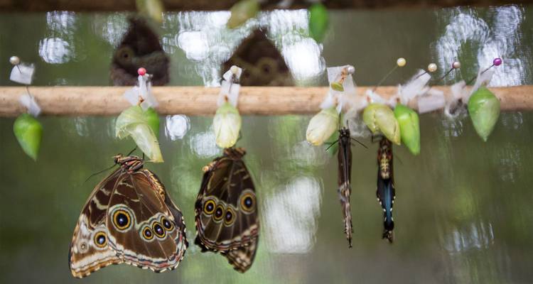 Mariposas colgando junto a crisálidas verdes en un jardín de mariposas, capturadas con un fondo desenfocado suave.