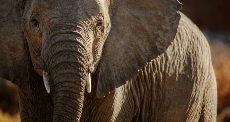 Retrato cerrado de la cara de un elefante africano y su oreja con textura bajo una luz cálida.