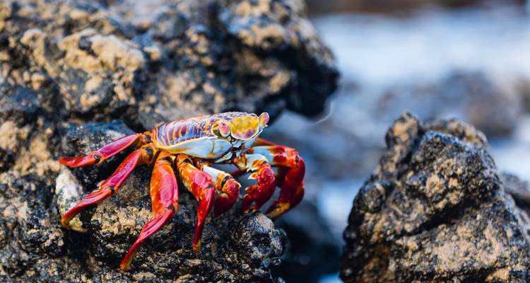 Bunt gefärbte Krabbe, die auf Felsen in der Nähe des Wassers sitzt.