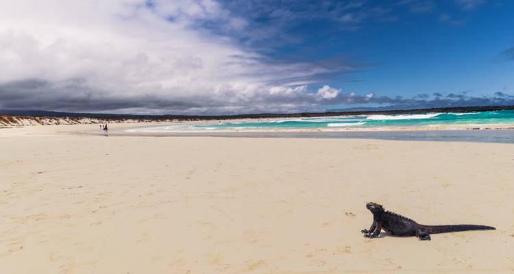 Strand mit türkisfarbenem Wasser und einem Meeresleguan im Sand.