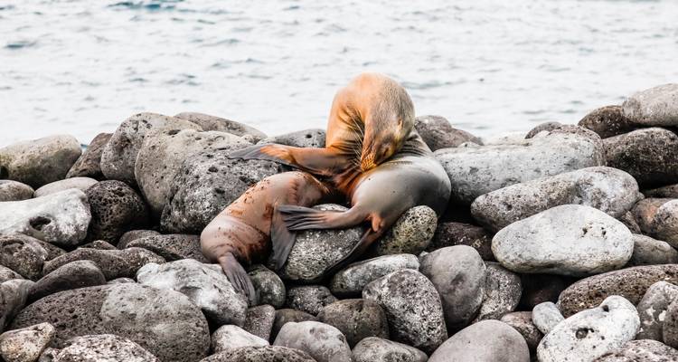 Seelöwen ruhen an der felsigen Küste nahe dem Ozean.