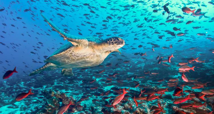 Unterwasserszene mit einer Meeresschildkröte und Fischen.