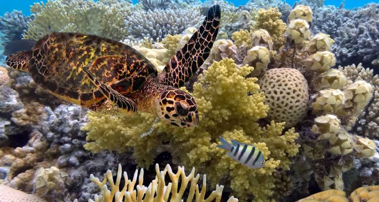 Scène sous-marine avec une tortue de mer et des coraux colorés.